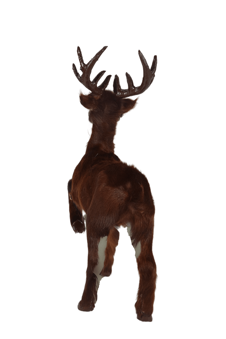 Reindeer