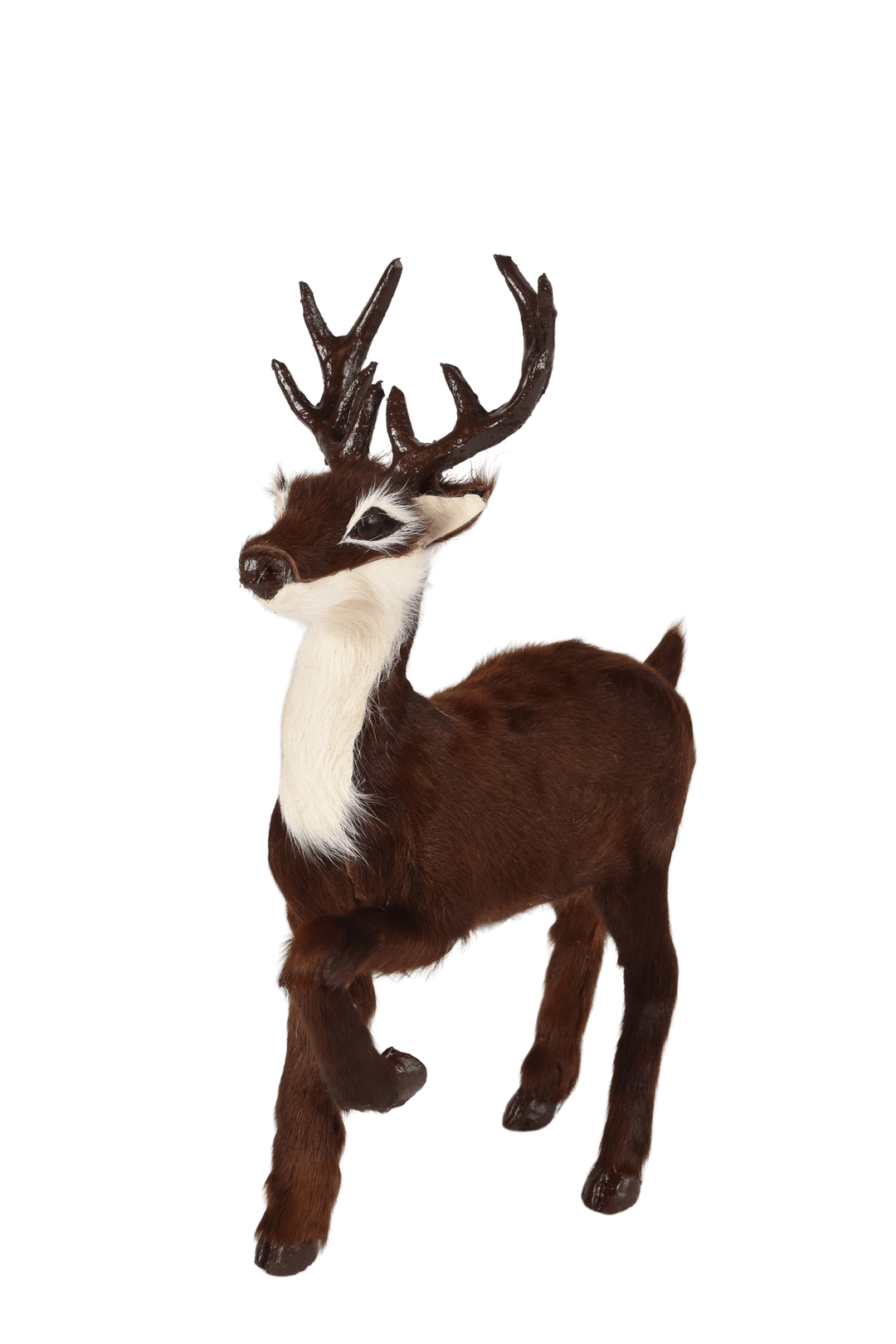 Reindeer