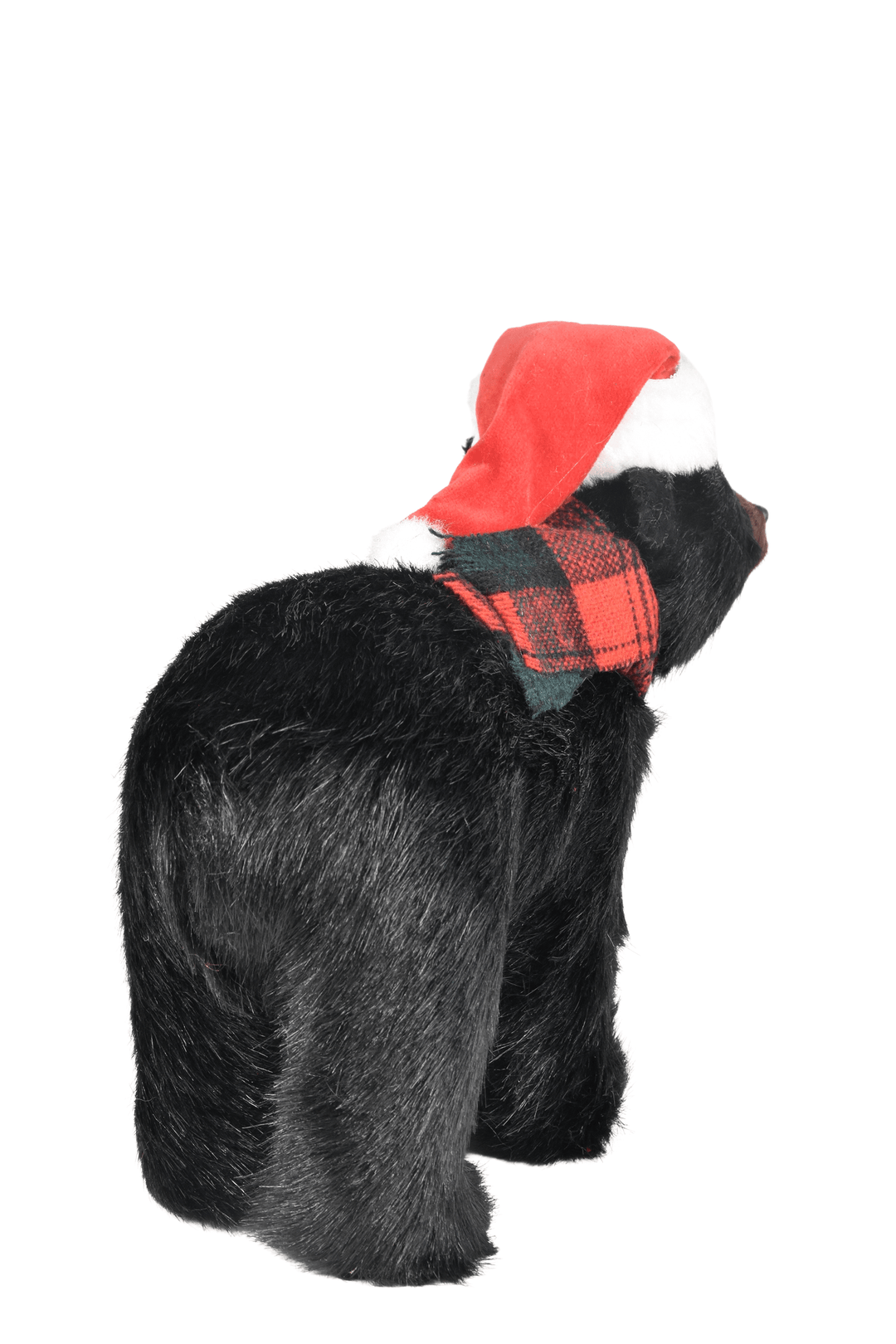 Black Bear Walking
