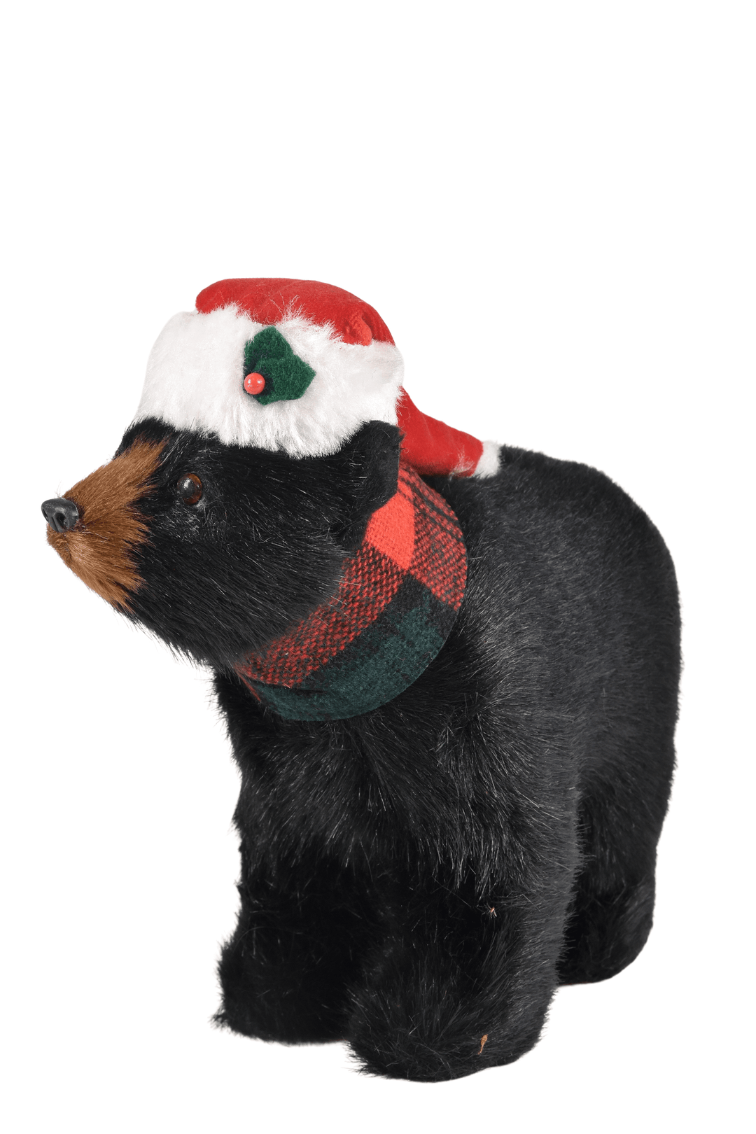 Black Bear Walking
