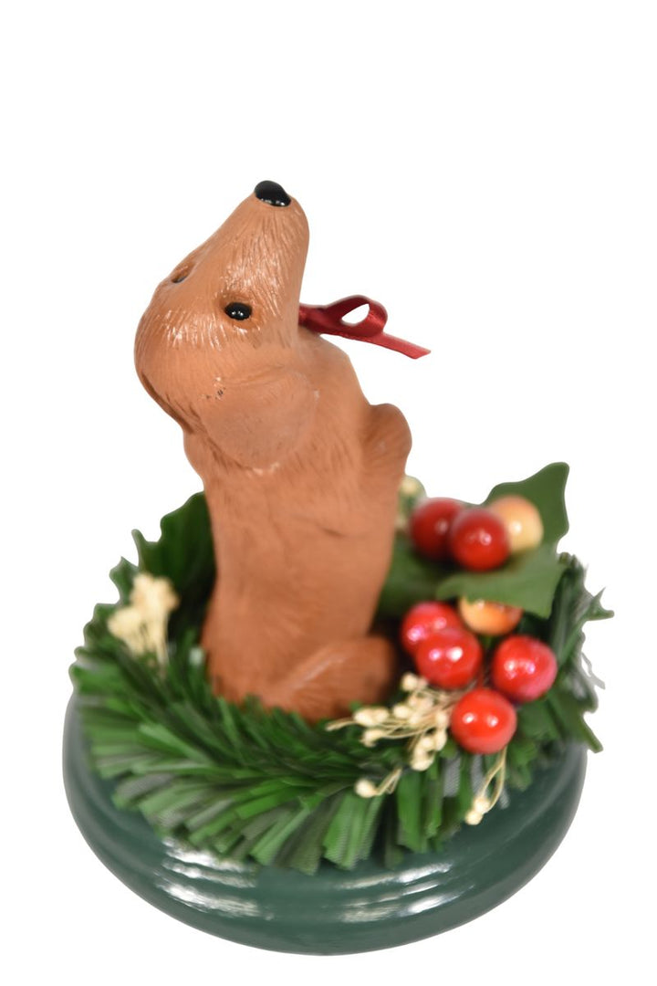 Dachshund Dog