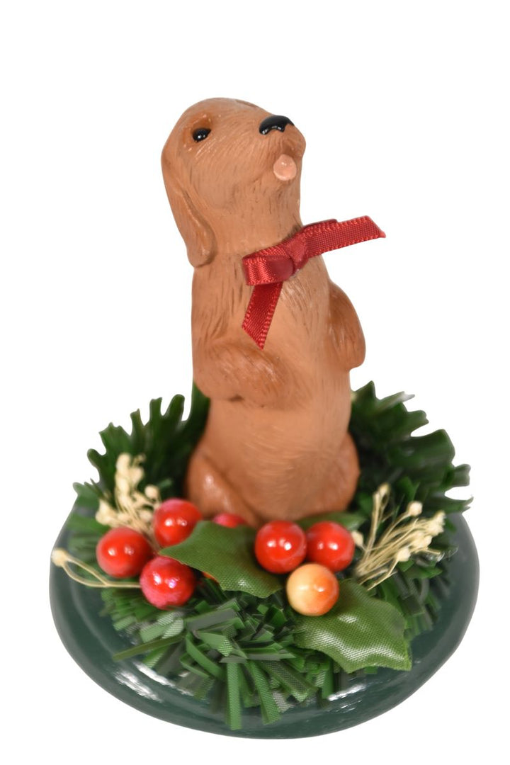Dachshund Dog