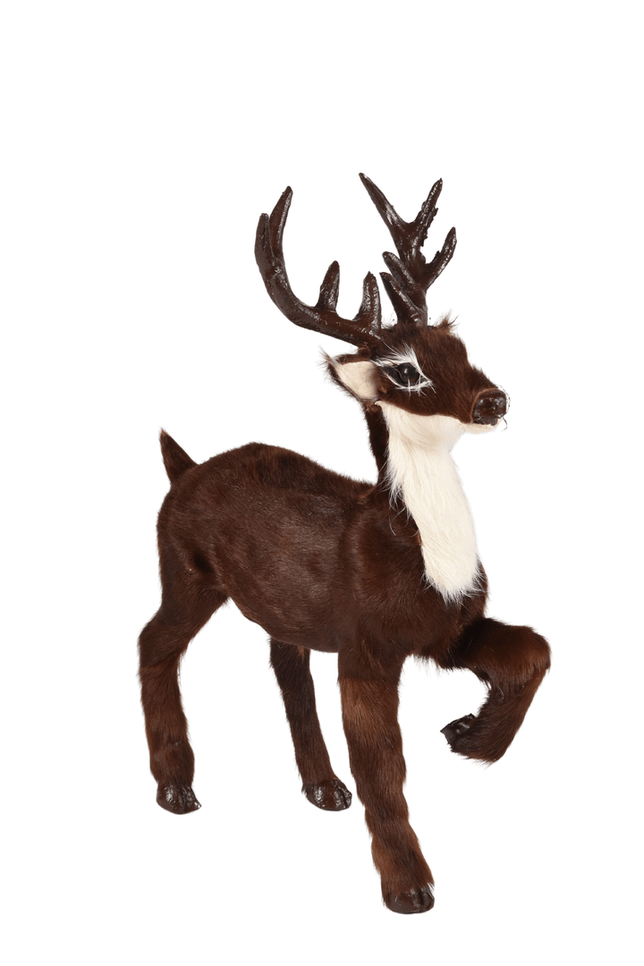 Reindeer