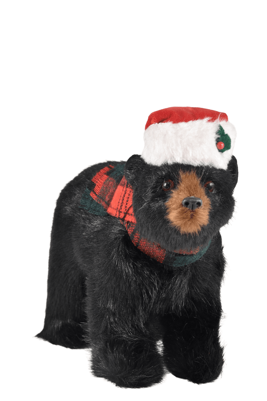 Black Bear Walking