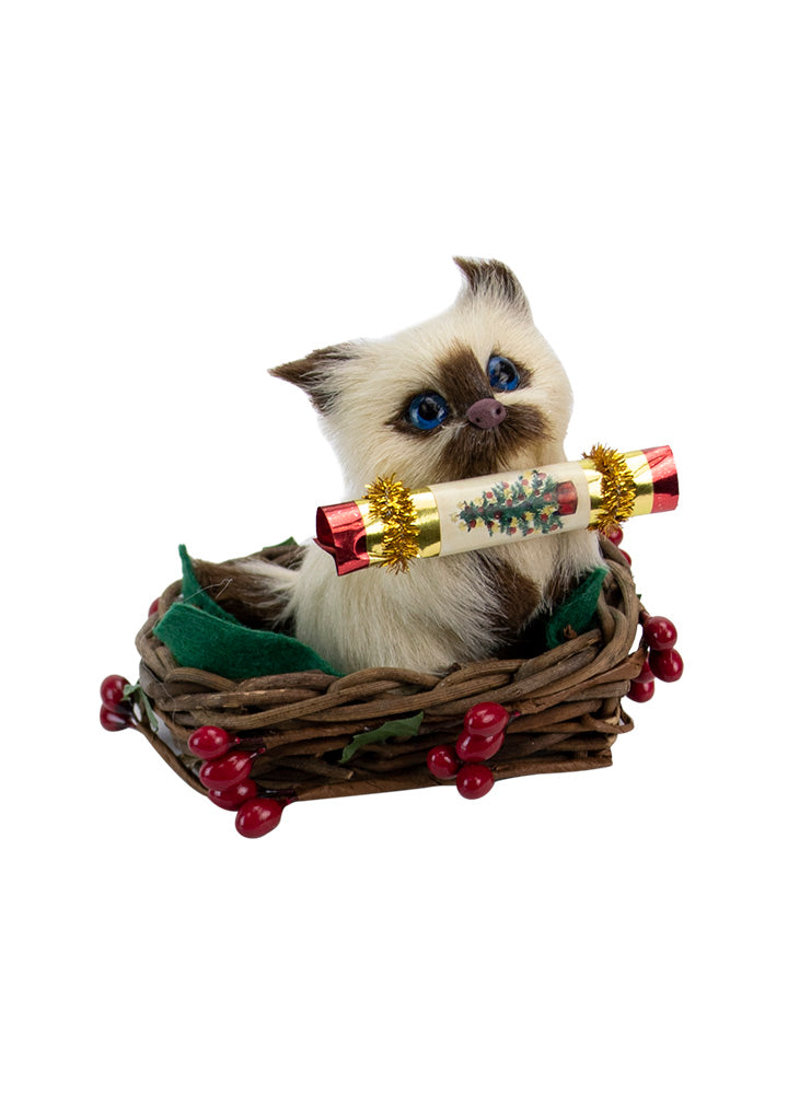 2019  Cat w Cracker